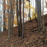 One of two original telegraph poles we spotted ...still standing!