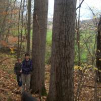 Two of the largest Aspen I've seen in WNY
